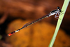Agriocnemis forcipata female, Cameroon, Akonolinga