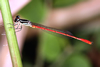 Agriocnemis forcipata red male, Cameroon, Akonolinga
