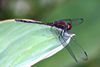 Trithemis aenea male, Cameroon, Akonolinga
