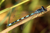 Coenagrion mercuriale, Helmazurjungfer, M�nnchen � Elsteraue bei Schkeuditz