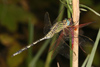 Orthetrum trinacria Weibchen frisst an einem Trithemis annulata M�nnchen � Maun, Botswana