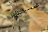 Paragomphus elpidius, M�nnchen � Kasane, Botswana