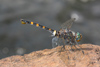 Zygonoides fuelleborni, Weibchen mit Eiern � Kasane,Botswana